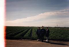 1997 - USA 01 (Champs d'artichauts entre San Francisco et Monterey - Décembre 1997)1)